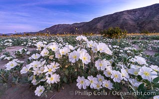 Dune Evening Primrose bloom in Anza Borrego Desert State Park, during the 2017 Superbloom, Oenothera deltoides, Anza-Borrego Desert State Park, Borrego Springs, California