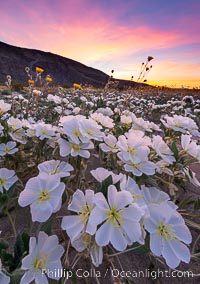 Dune Evening Primrose bloom in Anza Borrego Desert State Park, during the 2017 Superbloom