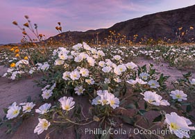 Dune Evening Primrose bloom in Anza Borrego Desert State Park, during the 2017 Superbloom. Anza-Borrego Desert State Park, Borrego Springs, California, USA, Oenothera deltoides, natural history stock photograph, photo id 33169