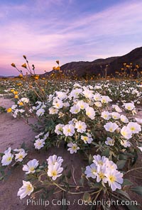 Dune Evening Primrose bloom in Anza Borrego Desert State Park, during the 2017 Superbloom, Oenothera deltoides, Anza-Borrego Desert State Park, Borrego Springs, California