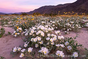 Dune Evening Primrose bloom in Anza Borrego Desert State Park, during the 2017 Superbloom