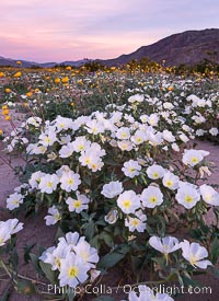 Dune Evening Primrose bloom in Anza Borrego Desert State Park, during the 2017 Superbloom, Oenothera deltoides, Anza-Borrego Desert State Park, Borrego Springs, California