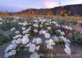 Image 33180, Dune Evening Primrose bloom in Anza Borrego Desert State Park, during the 2017 Superbloom. Anza-Borrego Desert State Park, Borrego Springs, California, USA, Oenothera deltoides, Phillip Colla, all rights reserved worldwide.   Keywords: anza borrego:anza borrego desert state park:bloom:borrego springs:california:dune evening primrose:dune primrose:flower:nature:oenothera deltoides:outside:plant:spring:superbloom:primrose.