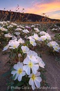 Dune Evening Primrose bloom in Anza Borrego Desert State Park, during the 2017 Superbloom, Oenothera deltoides, Anza-Borrego Desert State Park, Borrego Springs, California