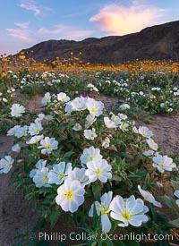 Dune Evening Primrose bloom in Anza Borrego Desert State Park, during the 2017 Superbloom. Anza-Borrego Desert State Park, Borrego Springs, California, USA, Oenothera deltoides, natural history stock photograph, photo id 33182