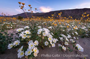 Dune Evening Primrose bloom in Anza Borrego Desert State Park, during the 2017 Superbloom. Anza-Borrego Desert State Park, Borrego Springs, California, USA, Oenothera deltoides, natural history stock photograph, photo id 33183