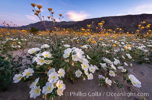 Dune Evening Primrose bloom in Anza Borrego Desert State Park, during the 2017 Superbloom, Oenothera deltoides, Anza-Borrego Desert State Park, Borrego Springs, California