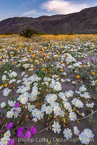 Dune Evening Primrose bloom in Anza Borrego Desert State Park, during the 2017 Superbloom, Oenothera deltoides, Anza-Borrego Desert State Park, Borrego Springs, California