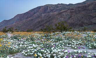 Dune Evening Primrose bloom in Anza Borrego Desert State Park, during the 2017 Superbloom, Oenothera deltoides, Anza-Borrego Desert State Park, Borrego Springs, California
