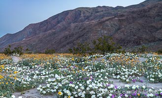 Dune Evening Primrose bloom in Anza Borrego Desert State Park, during the 2017 Superbloom, Oenothera deltoides, Anza-Borrego Desert State Park, Borrego Springs, California