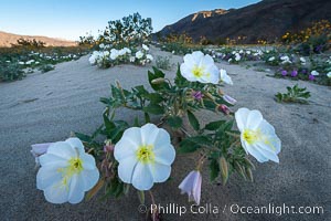 Dune Evening Primrose bloom in Anza Borrego Desert State Park, during the 2017 Superbloom. Anza-Borrego Desert State Park, Borrego Springs, California, USA, Oenothera deltoides, natural history stock photograph, photo id 33218