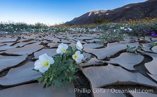 Dune Evening Primrose bloom in Anza Borrego Desert State Park, during the 2017 Superbloom. Anza-Borrego Desert State Park, Borrego Springs, California, USA, Oenothera deltoides, natural history stock photograph, photo id 33219