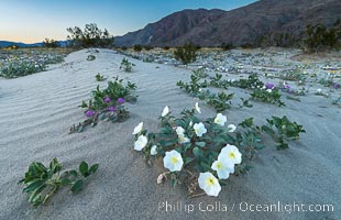 Dune Evening Primrose Wildflowers, Anza-Borrego Desert State Park, Oenothera deltoides, Borrego Springs, California