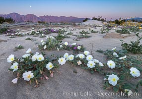 Dune Evening Primrose Wildflowers, Anza-Borrego Desert State Park, Oenothera deltoides, Borrego Springs, California