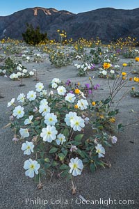 Dune Evening Primrose Wildflowers, Anza-Borrego Desert State Park