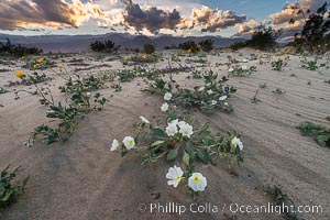 Dune Evening Primrose Wildflowers, Anza-Borrego Desert State Park, Oenothera deltoides, Borrego Springs, California