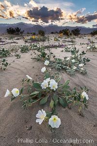 Dune Evening Primrose Wildflowers, Anza-Borrego Desert State Park, Abronia villosa, Oenothera deltoides, Borrego Springs, California