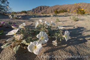 Dune Evening Primrose Wildflowers, Anza-Borrego Desert State Park, Oenothera deltoides, Borrego Springs, California