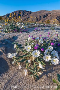 Dune Evening Primrose Wildflowers, Anza-Borrego Desert State Park, Abronia villosa, Oenothera deltoides, Borrego Springs, California