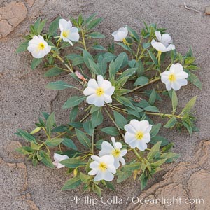 Dune Evening Primrose Wildflowers, Anza-Borrego Desert State Park