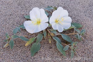 Dune Evening Primrose Wildflowers, Anza-Borrego Desert State Park, Oenothera deltoides, Borrego Springs, California