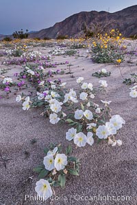 Dune Evening Primrose Wildflowers, Anza-Borrego Desert State Park, Abronia villosa, Oenothera deltoides, Borrego Springs, California