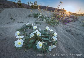 Dune Evening Primrose Wildflowers, Anza-Borrego Desert State Park. Borrego Springs, California, USA, Oenothera deltoides, natural history stock photograph, photo id 30542