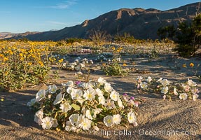 Dune Evening Primrose Wildflowers, Anza-Borrego Desert State Park, Oenothera deltoides, Borrego Springs, California