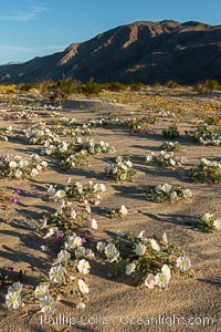 Dune Evening Primrose Wildflowers, Anza-Borrego Desert State Park, Oenothera deltoides, Borrego Springs, California