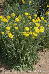 Dune marigold (wooly marigold), a desert annual common in the Colorado Desert, Baileya pleniradiata, Joshua Tree National Park, California