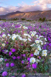 Dune primrose (white) and sand verbena (purple) bloom in spring in Anza Borrego Desert State Park, mixing in a rich display of desert color.  Anza Borrego Desert State Park.