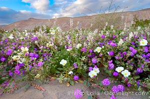 Dune primrose (white) and sand verbena (purple) bloom in spring in Anza Borrego Desert State Park, mixing in a rich display of desert color.  Anza Borrego Desert State Park, Abronia villosa, Oenothera deltoides, Anza-Borrego Desert State Park, Borrego Springs, California