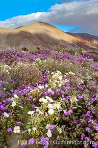 Dune primrose (white) and sand verbena (purple) bloom in spring in Anza Borrego Desert State Park, mixing in a rich display of desert color.  Anza Borrego Desert State Park, Abronia villosa, Oenothera deltoides, Anza-Borrego Desert State Park, Borrego Springs, California