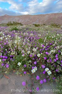 Dune primrose (white) and sand verbena (purple) bloom in spring in Anza Borrego Desert State Park, mixing in a rich display of desert color.  Anza Borrego Desert State Park, Abronia villosa, Oenothera deltoides, Anza-Borrego Desert State Park, Borrego Springs, California