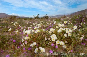 Dune primrose (white) and sand verbena (purple) bloom in spring in Anza Borrego Desert State Park, mixing in a rich display of desert color.  Anza Borrego Desert State Park, Abronia villosa, Oenothera deltoides, Anza-Borrego Desert State Park, Borrego Springs, California