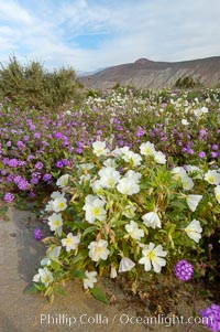 Dune primrose (white) and sand verbena (purple) bloom in spring in Anza Borrego Desert State Park, mixing in a rich display of desert color.  Anza Borrego Desert State Park, Abronia villosa, Oenothera deltoides, Anza-Borrego Desert State Park, Borrego Springs, California