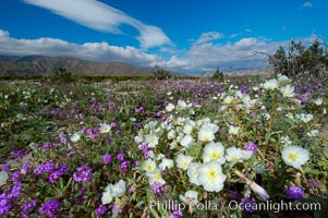 Dune primrose (white) and sand verbena (purple) bloom in spring in Anza Borrego Desert State Park, mixing in a rich display of desert color.  Anza Borrego Desert State Park, Abronia villosa, Oenothera deltoides, Anza-Borrego Desert State Park, Borrego Springs, California