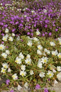 Dune primrose (white) and sand verbena (purple) bloom in spring in Anza Borrego Desert State Park, mixing in a rich display of desert color.  Anza Borrego Desert State Park, Abronia villosa, Oenothera deltoides, Anza-Borrego Desert State Park, Borrego Springs, California