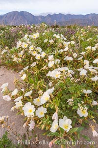 Dune primrose blooms in spring following winter rains.  Dune primrose is a common ephemeral wildflower on the Colorado Desert, growing on dunes.  Its blooms open in the evening and last through midmorning.  Anza Borrego Desert State Park, Oenothera deltoides, Anza-Borrego Desert State Park, Borrego Springs, California