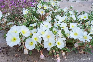 Dune primrose blooms in spring following winter rains.  Dune primrose is a common ephemeral wildflower on the Colorado Desert, growing on dunes.  Its blooms open in the evening and last through midmorning.  Anza Borrego Desert State Park, Oenothera deltoides, Anza-Borrego Desert State Park, Borrego Springs, California