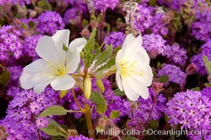 Dune primrose (white) and sand verbena (purple) bloom in spring in Anza Borrego Desert State Park, mixing in a rich display of desert color.  Anza Borrego Desert State Park, Abronia villosa, Oenothera deltoides, Anza-Borrego Desert State Park, Borrego Springs, California