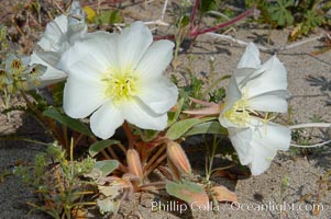 Dune primrose blooms in spring following winter rains.  Dune primrose is a common ephemeral wildflower on the Colorado Desert, growing on dunes.  Its blooms open in the evening and last through midmorning.  Anza Borrego Desert State Park, Oenothera deltoides, Anza-Borrego Desert State Park, Borrego Springs, California