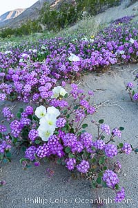 Dune primrose (white) and sand verbena (purple) bloom in spring in Anza Borrego Desert State Park, mixing in a rich display of desert color.  Anza Borrego Desert State Park, Abronia villosa, Oenothera deltoides, Anza-Borrego Desert State Park, Borrego Springs, California