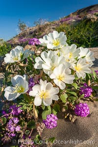 Dune primrose (white) and sand verbena (purple) bloom in spring in Anza Borrego Desert State Park, mixing in a rich display of desert color.  Anza Borrego Desert State Park, Abronia villosa, Oenothera deltoides, Anza-Borrego Desert State Park, Borrego Springs, California