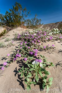 Dune primrose (white) and sand verbena (purple) bloom in spring in Anza Borrego Desert State Park, mixing in a rich display of desert color.  Anza Borrego Desert State Park. Anza-Borrego Desert State Park, Borrego Springs, California, USA, Abronia villosa, Oenothera deltoides, natural history stock photograph, photo id 20465