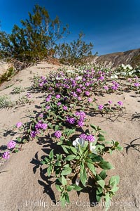 Dune primrose (white) and sand verbena (purple) bloom in spring in Anza Borrego Desert State Park, mixing in a rich display of desert color.  Anza Borrego Desert State Park, Abronia villosa, Oenothera deltoides, Anza-Borrego Desert State Park, Borrego Springs, California