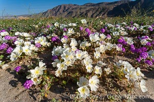 Dune primrose (white) and sand verbena (purple) bloom in spring in Anza Borrego Desert State Park, mixing in a rich display of desert color.  Anza Borrego Desert State Park, Abronia villosa, Oenothera deltoides, Anza-Borrego Desert State Park, Borrego Springs, California