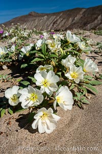 Dune primrose blooms in spring following winter rains.  Dune primrose is a common ephemeral wildflower on the Colorado Desert, growing on dunes.  Its blooms open in the evening and last through midmorning.  Anza Borrego Desert State Park, Oenothera deltoides, Anza-Borrego Desert State Park, Borrego Springs, California