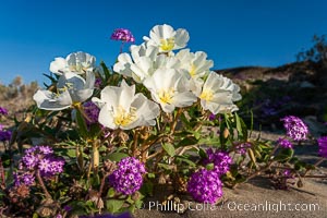 Dune primrose (white) and sand verbena (purple) bloom in spring in Anza Borrego Desert State Park, mixing in a rich display of desert color.  Anza Borrego Desert State Park, Abronia villosa, Oenothera deltoides, Anza-Borrego Desert State Park, Borrego Springs, California