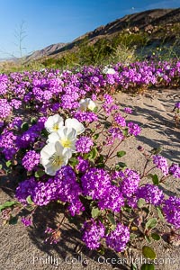 Dune primrose (white) and sand verbena (purple) bloom in spring in Anza Borrego Desert State Park, mixing in a rich display of desert color.  Anza Borrego Desert State Park, Abronia villosa, Oenothera deltoides, Anza-Borrego Desert State Park, Borrego Springs, California